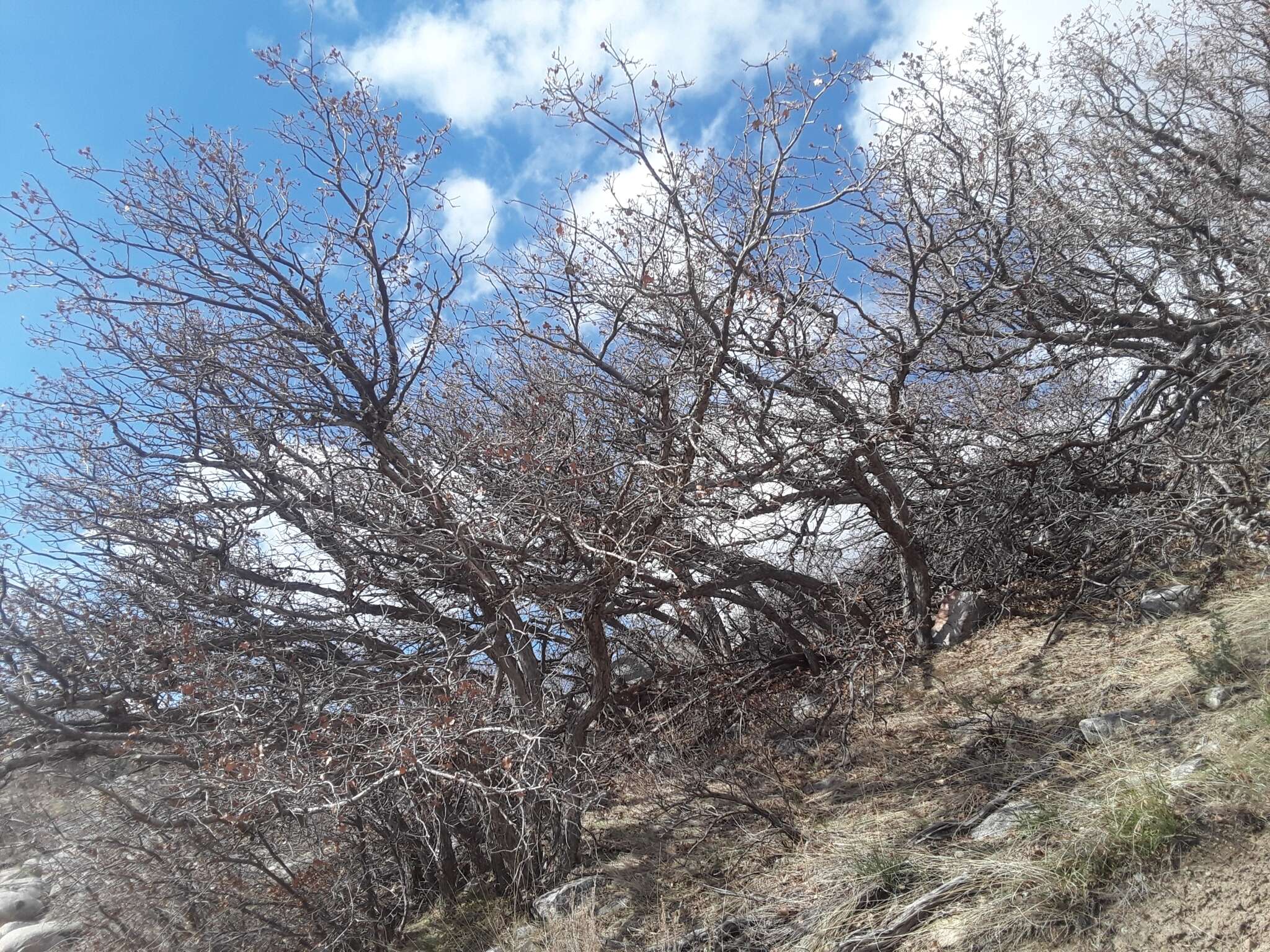 Image de Quercus undulata Torr.