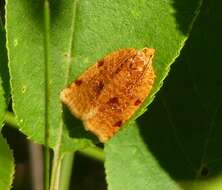 Image of Ugly-nest Caterpillar