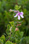 Imagem de Pelargonium betulinum (L.) L'Her.