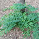 Image of Polygonatum orientale Desf.