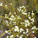 Image of Lachnaea densiflora Meissn.