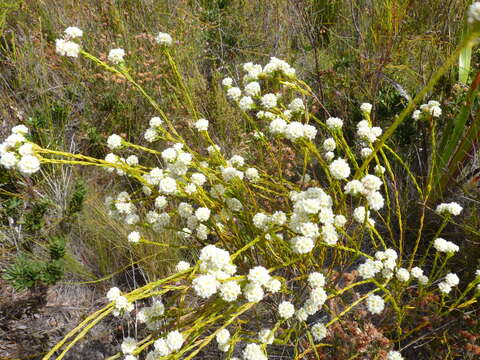 Image of Lachnaea densiflora Meissn.