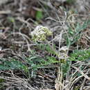 Image of bigroot springparsley