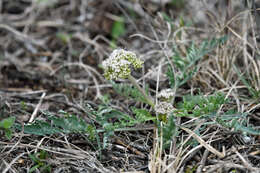 Image of bigroot springparsley