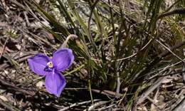 Image of Patersonia sericea var. sericea