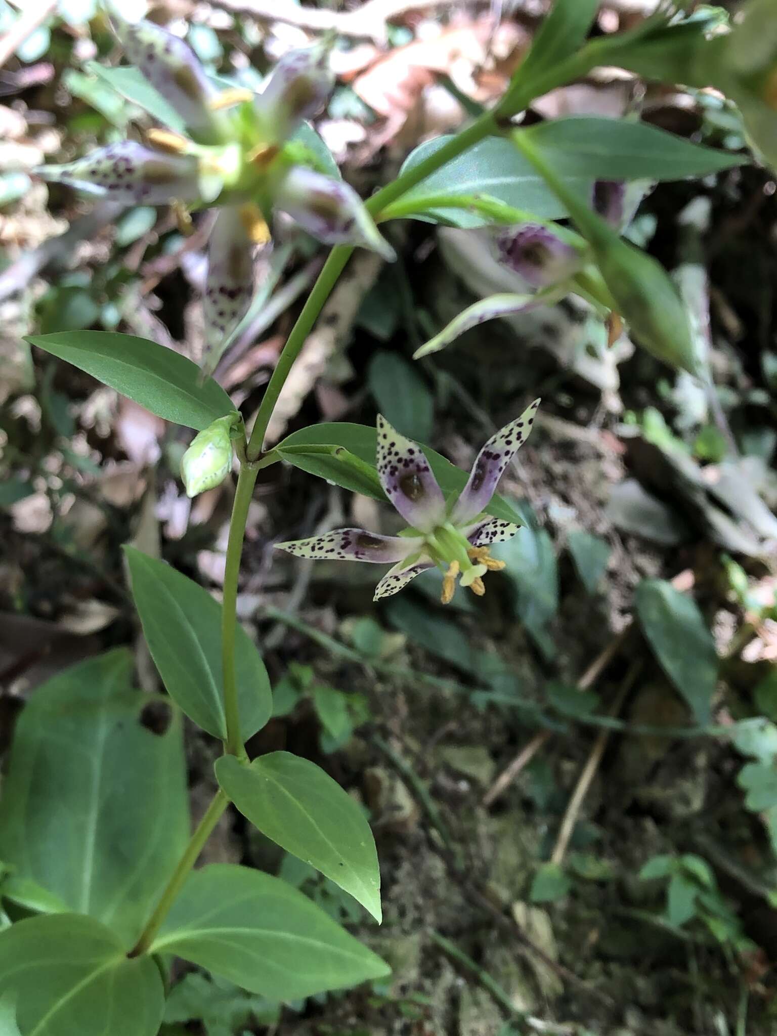 Image of Swertia shintenensis Hayata