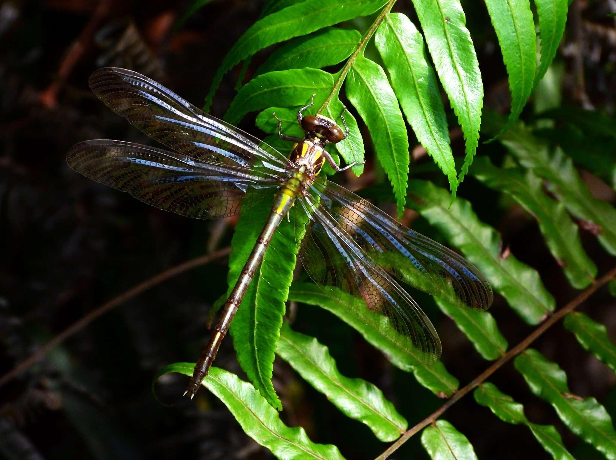 Asiagomphus hainanensis (Chao 1953) resmi