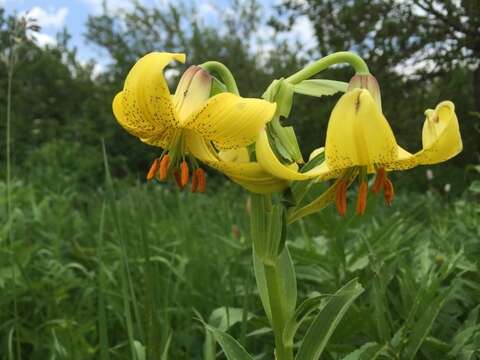 Image de Lilium armenum (Miscz. ex Grossh.) Manden.