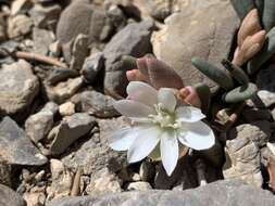 Image de Lewisia maguirei A. H. Holmgr.