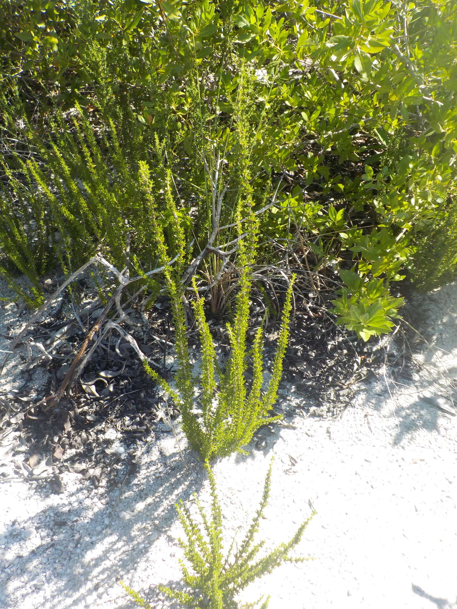 Image of saltwater bush