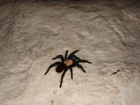 Image de Brachypelma albiceps Pocock 1903