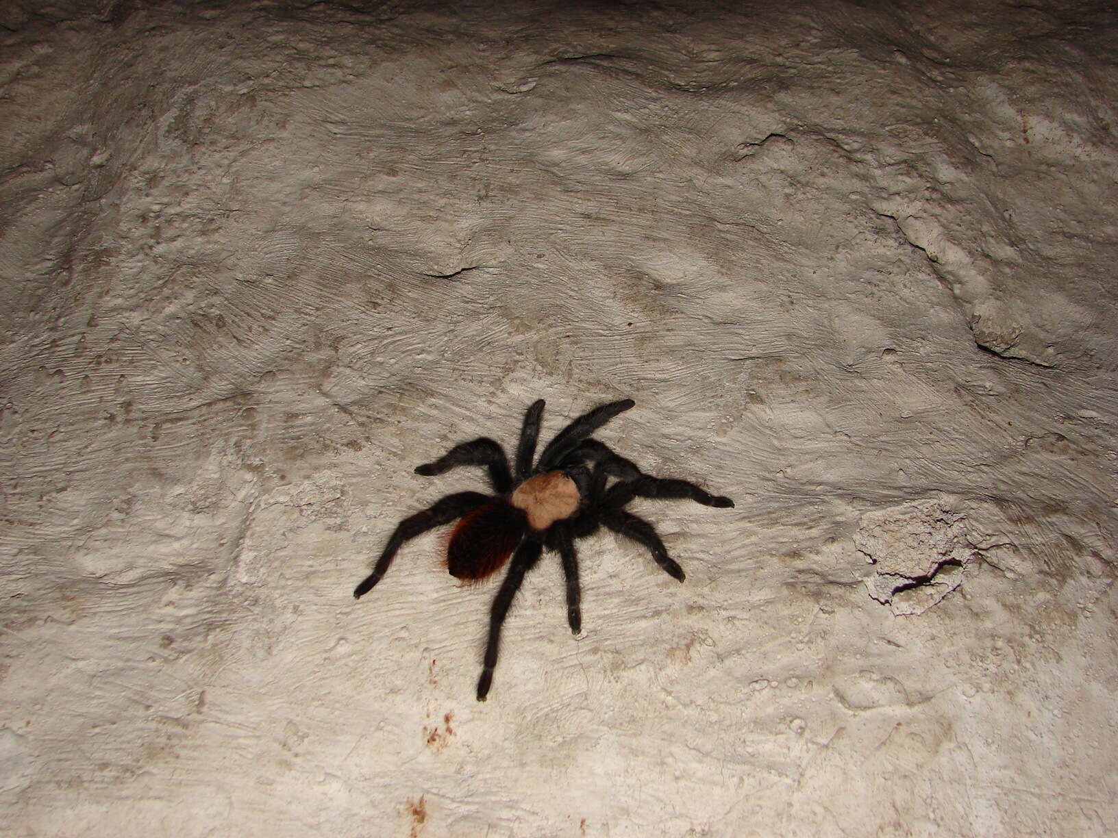 Image of Mexican Black and Gold Red Rump Tarantula