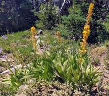 Imagem de Rainiera stricta (Greene) Greene