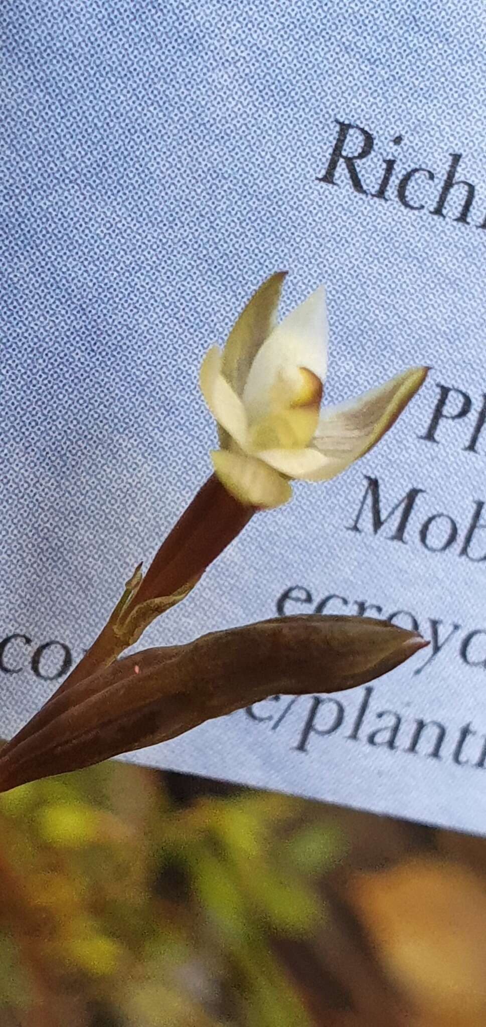 Image of Thelymitra purpureofusca Colenso