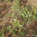 Sivun Halimium umbellatum subsp. viscosum (Willk.) O. Bolós & Vigo kuva