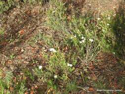 صورة Halimium umbellatum subsp. viscosum (Willk.) O. Bolós & Vigo