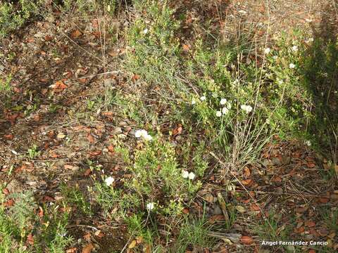 Plancia ëd Halimium umbellatum subsp. viscosum (Willk.) O. Bolós & Vigo