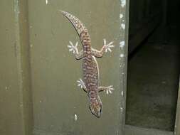 Image of Southern Spotted Velvet Gecko