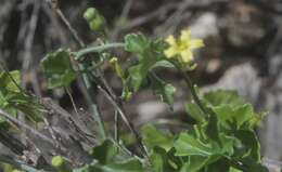 Image of slimlobe globeberry