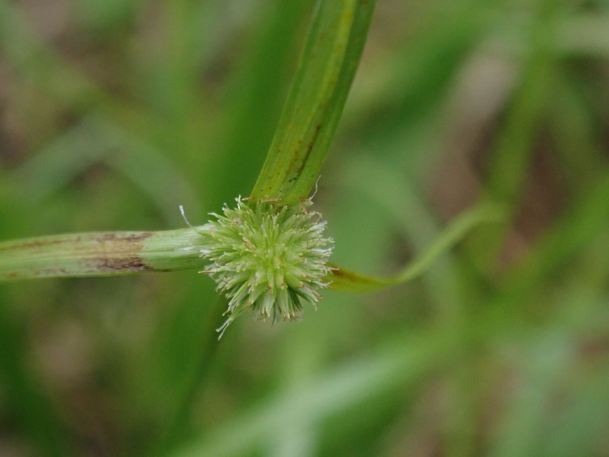 Слика од Cyperus brevifolius (Rottb.) Hassk.