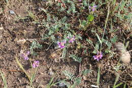 Imagem de Astragalus hallii A. Gray