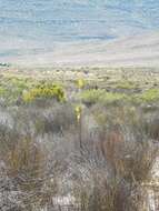 Image de Albuca clanwilliamae-gloria U. Müll.-Doblies