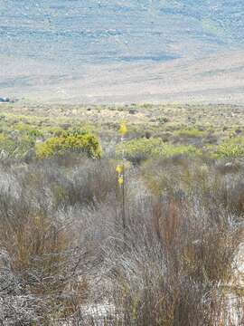 Image de Albuca clanwilliamae-gloria U. Müll.-Doblies