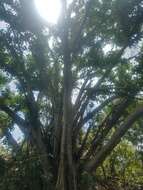 Imagem de Ficus aurea Nutt.