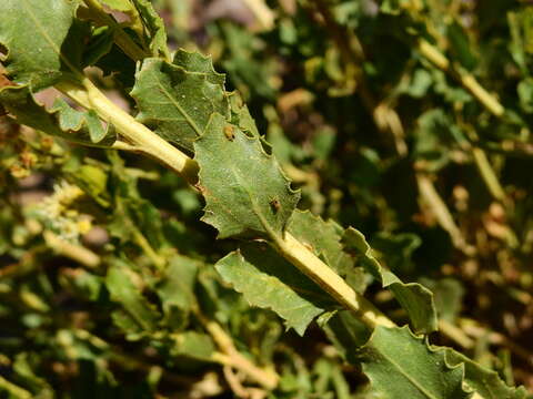 Image de Baccharis scandens (Ruiz & Pav.) Pers.