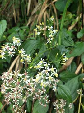 Image de Aster formosanus Hayata