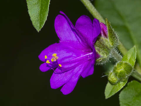 Imagem de Mirabilis violacea (L.) Heimerl