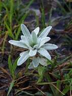 Image of Filago asterisciflora (Lam.) Sw.