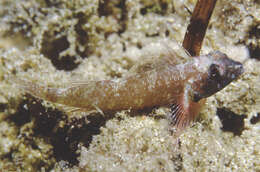 Image of Blackthroat Triplefin