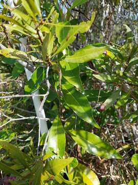 Image de Sideroxylon salicifolium (L.) Lam.