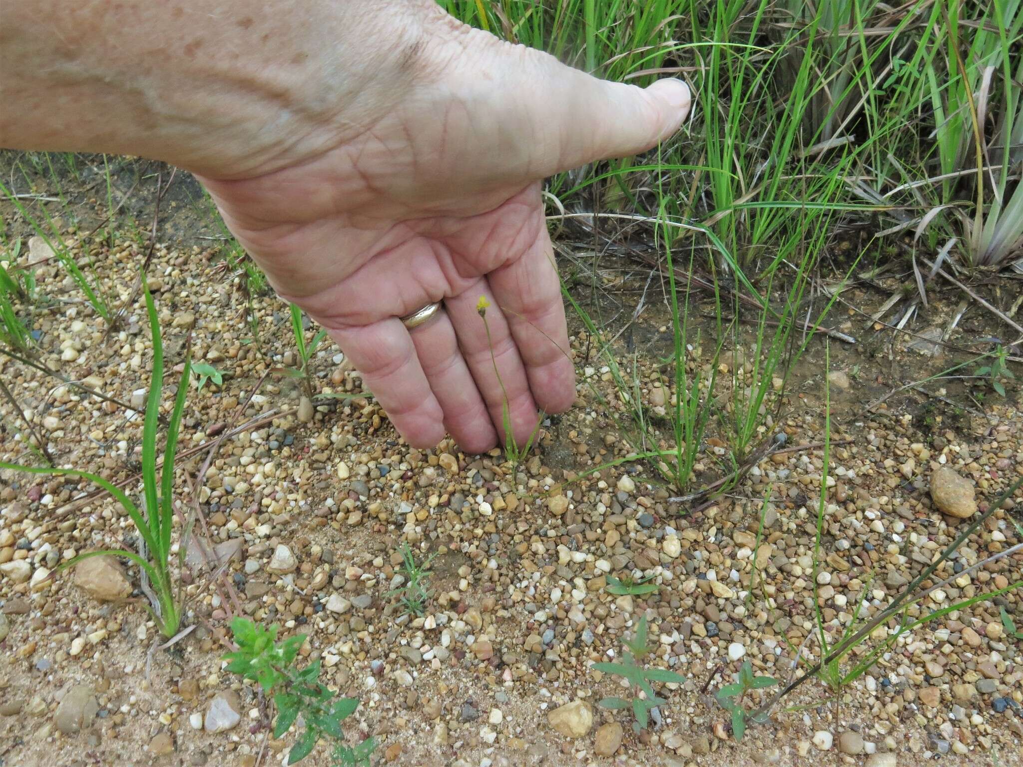 Image of Curtiss' yelloweyed grass