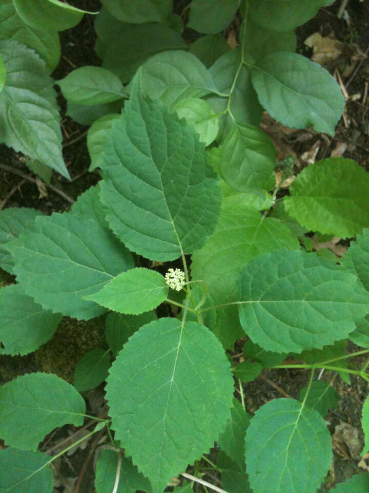 Image of wild hydrangea