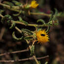 Image of Centaurea procurrens Sieb. ex Spreng.