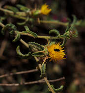 Image of Centaurea procurrens Sieb. ex Spreng.