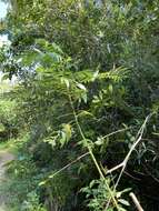 Image of Japanese prickly ash