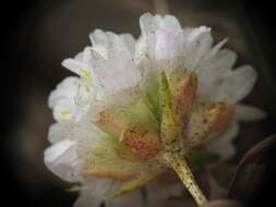 Image of Armeria ruscinonensis Girard