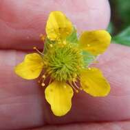 Imagem de Geum macrophyllum Willd.