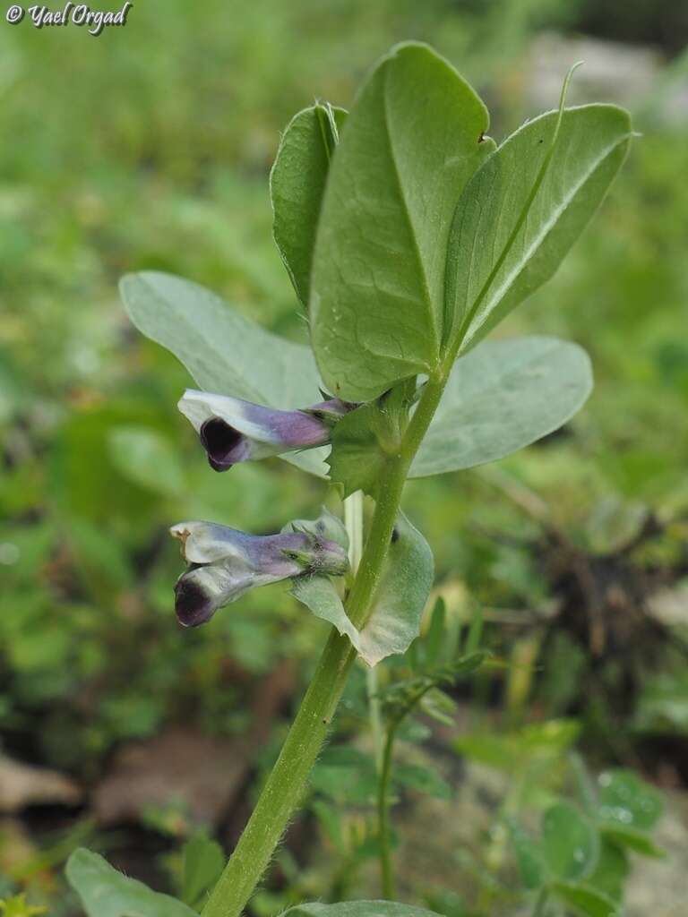 Vicia galilaea Plitmann & Zohary的圖片