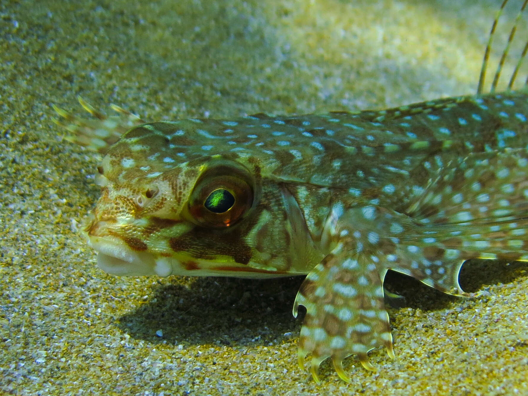 Image of Dactylopterus