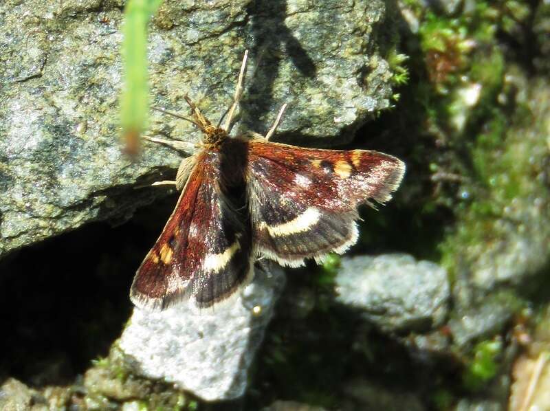 Image of Pyrausta porphyralis Schiffermüller 1775