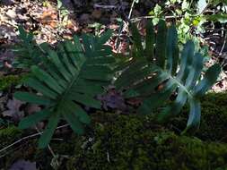 Polypodium cambricum L.的圖片