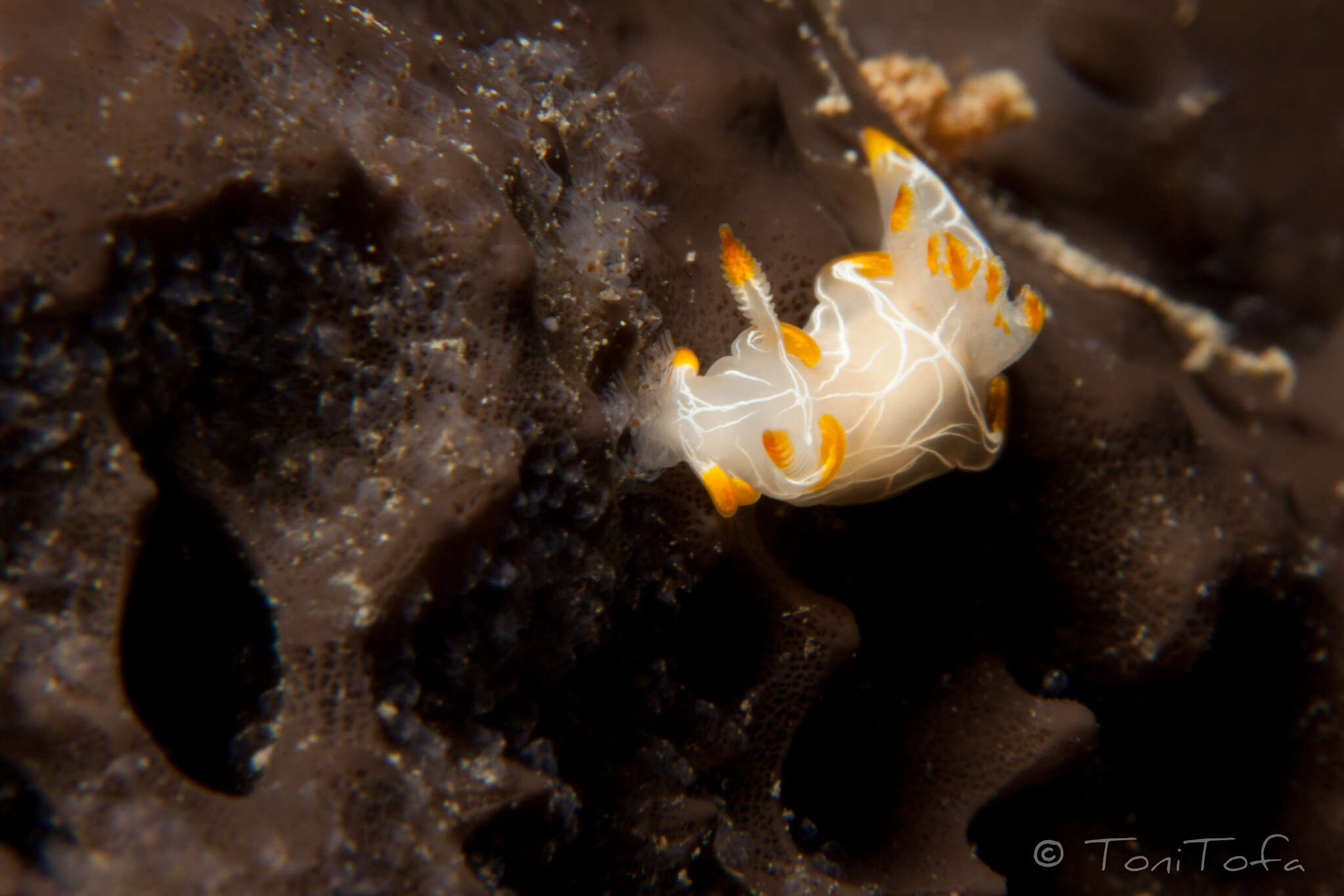 Image of Trapania lineata Haefelfinger 1960