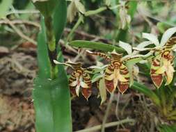 Trichoglottis fasciata Rchb. fil. resmi