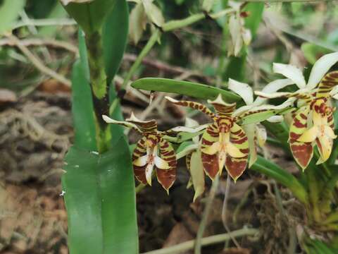 Слика од Trichoglottis fasciata Rchb. fil.