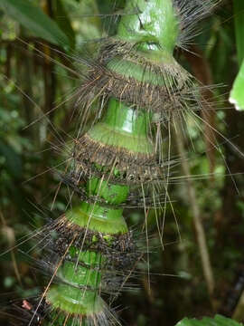 Image of Calamus sabut (Becc.) W. J. Baker