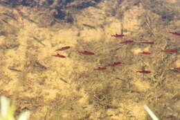 Image of Blood characin